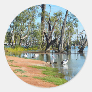 Pelicans Sunbaking River Murray Australie Stickers