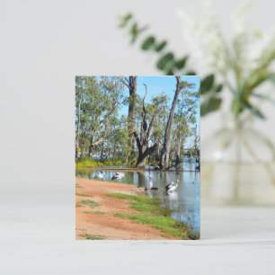 Pelicans Sunbaking River Murray, carte postale