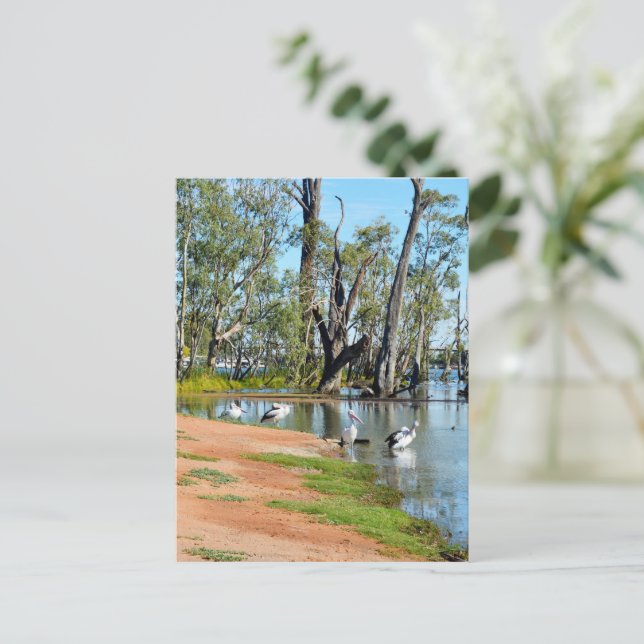 Pelicans Sunbaking River Murray, carte postale (Debout devant)