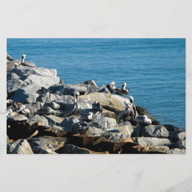 Pélicans sur les rochers (Devant)