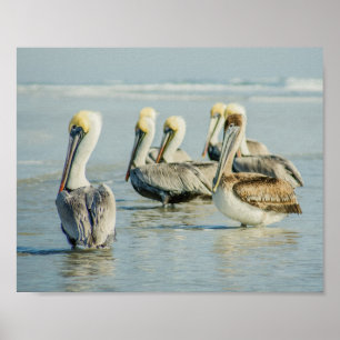 Pélicans sur une affiche de plage en Floride Impri