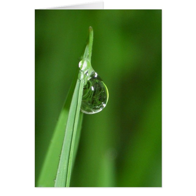 Pelouse verte et gouttelette d'eau avec réflexion (Devant)
