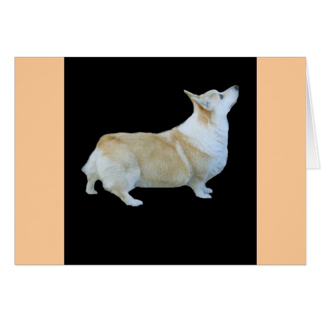 Pembroke Welsh Corgi (Devant horizontal)