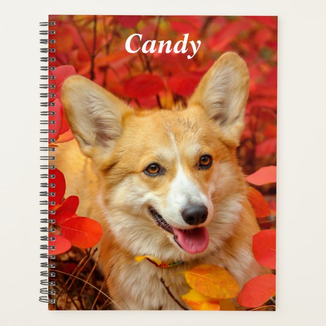 Pembroke Welsh Corgi Chien chiot en Feuille rouge (Devant)