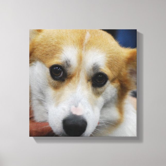 Pembroke Welsh Corgi toile d'impression (Recto)