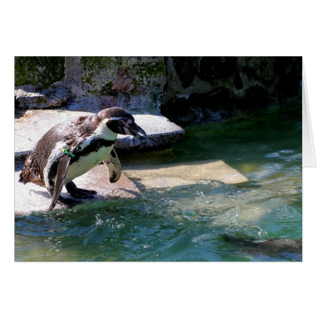 Penguin de Humboldt (Devant horizontal)