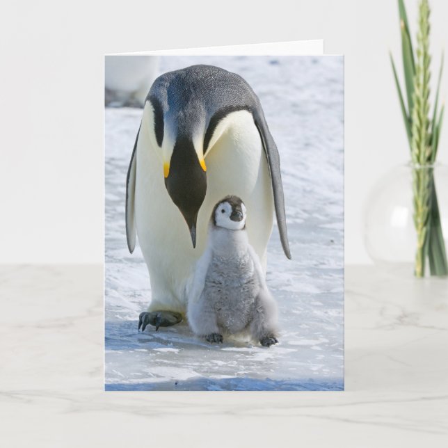 Penguin empereur avec poussette - carte de note (Devant)