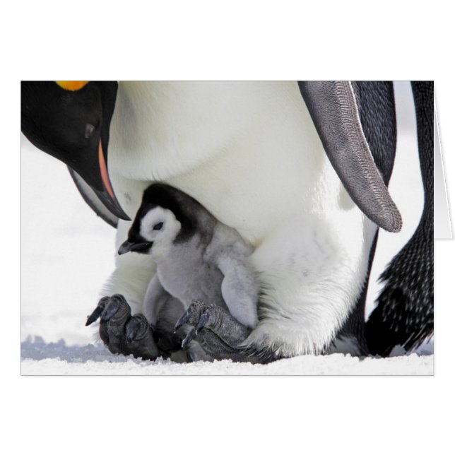Penguin | Île de Snow Hill (Devant horizontal)