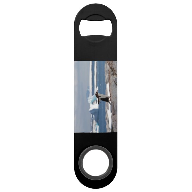 Penguin in front of an ice arch (Dos)