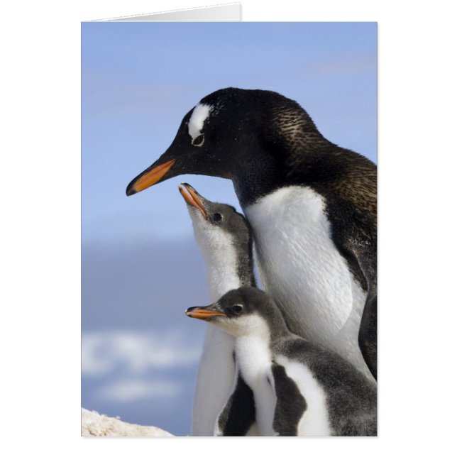 Péninsule Antarctique, Neko Harbour, Gentoo (Devant)