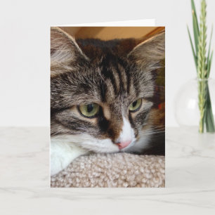 Penny pour votre carte de note sibérienne de chat