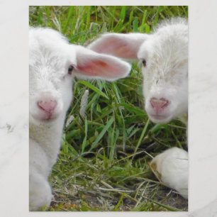 Pensée animale de bébé jumeau d'agneau à vous
