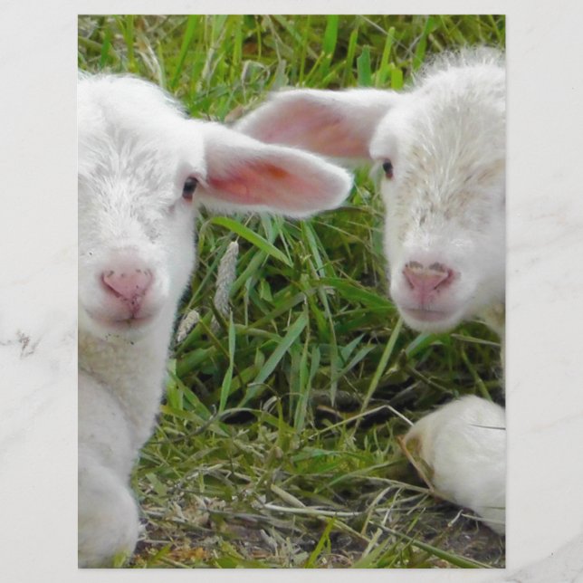 Pensée animale de bébé jumeau d'agneau à vous (Devant)