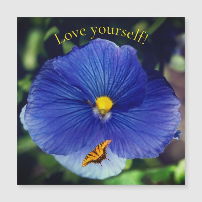 Pensée bleue viola (Devant)