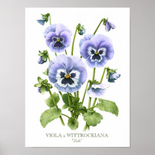 Pensées Violettes Impression d'Art Original