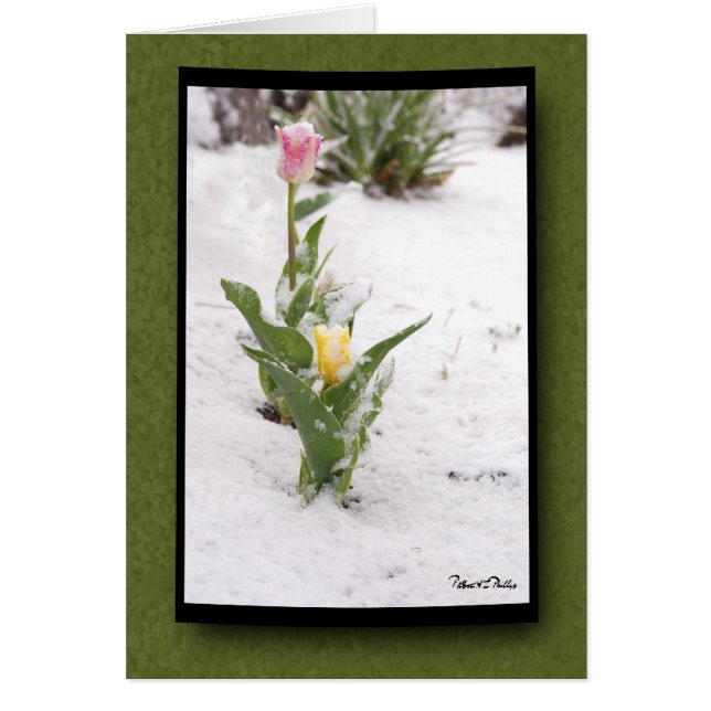 Penser à la neige parsemée de tulipes rose jaune (Devant)