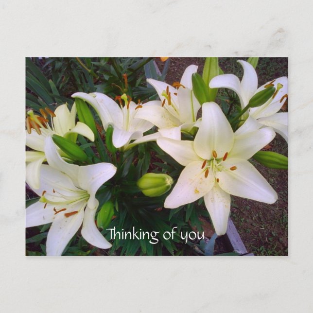 "Penser à vous" Belle carte postale Lily blanche (Devant)