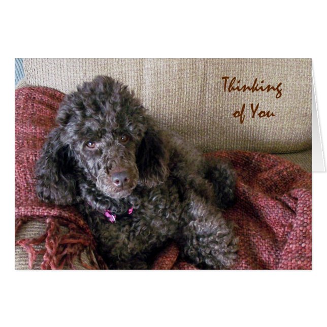 Penser à vous, Poodle Brown sur carte blanche (Devant horizontal)