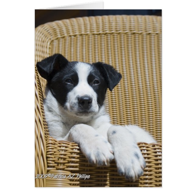 Pensez à votre frontière Collie Pup à l'intérieur  (Devant)