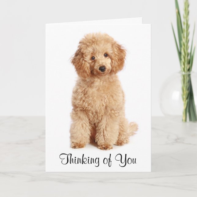 Pensez à vous Apricot Poodle Chien Carte (Devant)