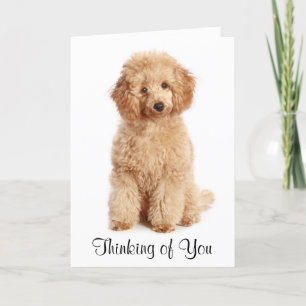 Pensez à vous Apricot Poodle Chien Carte