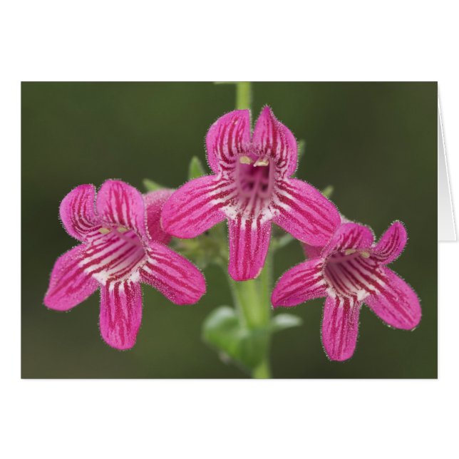 Pénstémon écarlate, Penstemon triflorus, (Devant horizontal)