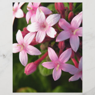 Pentas