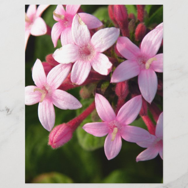 Pentas (Devant)