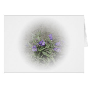 Pentige de langue floue (Penstemon eriantherus)