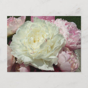 Peonies roses / Carte postale Peony rose