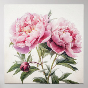 Peonies roses Flower Art Imprimer Poster