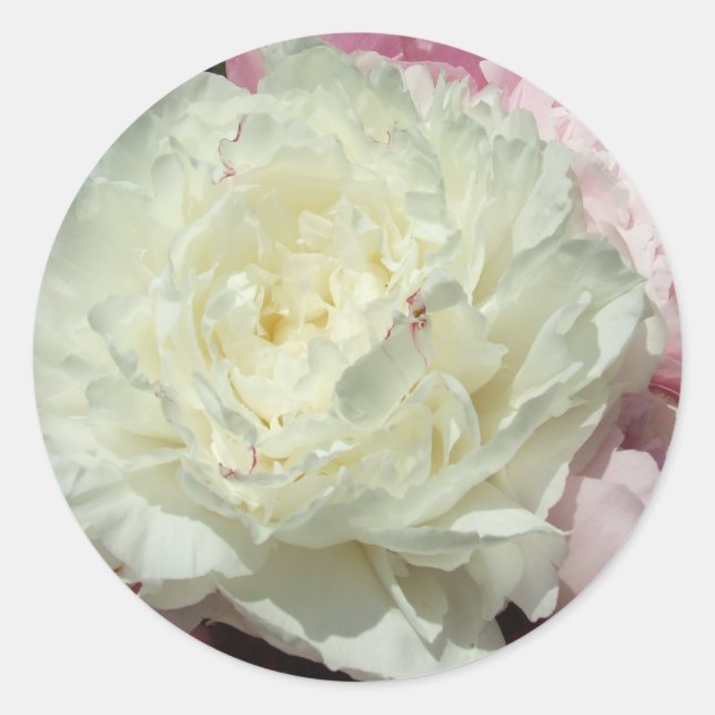Peonines roses blanches / Stickers ronds Mariages  (Devant)