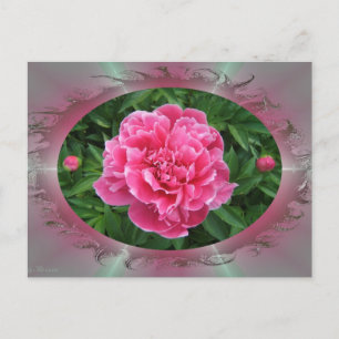 Peony avec bourgeons ~ carte postale