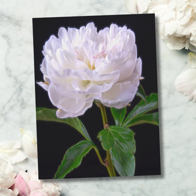 Peony Blanc Sur Carte Postale Arrière - plan Noir (Enhance any space with this sophisticated, minimalist white peony on black background.)