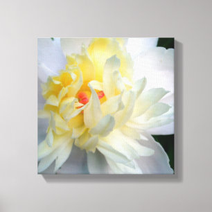 Peony blanc sur toile