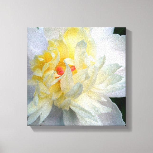 Peony blanc sur toile (Recto)