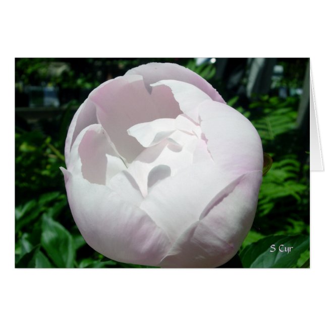 Peony Buble Pop (Devant horizontal)