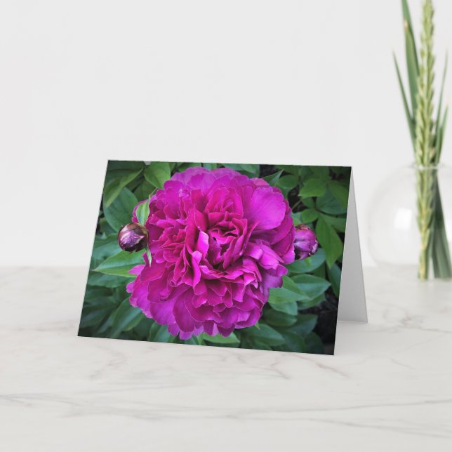 Peony, carte (Devant)