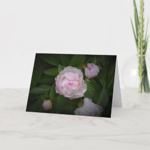 Peony, carte