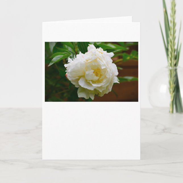 Peony, carte (Devant)