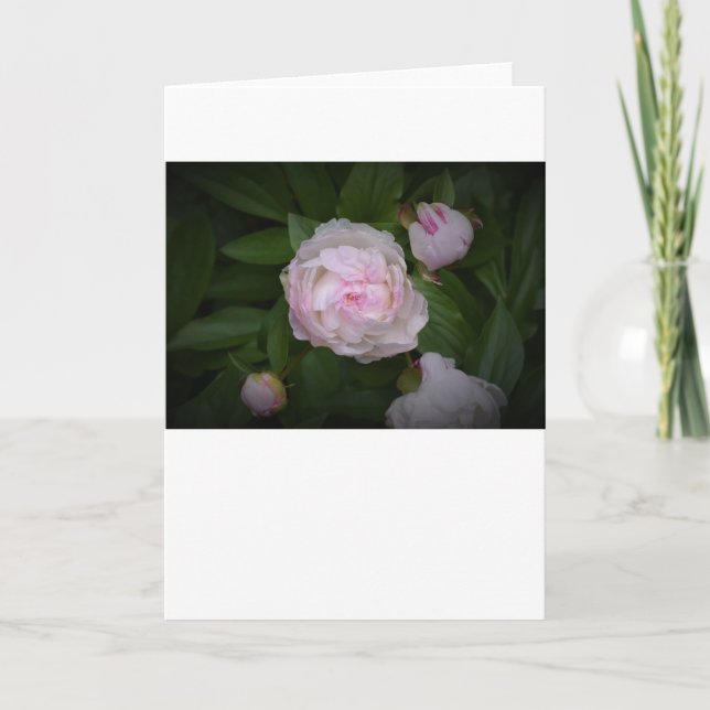 Peony, carte (Devant)