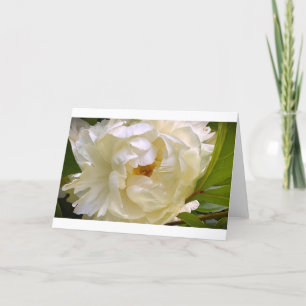 Peony, carte