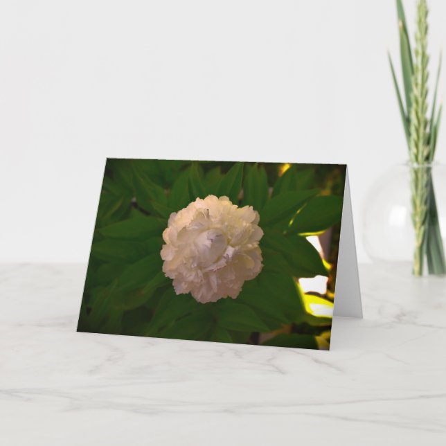 Peony, carte (Devant)