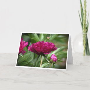 Peony, carte