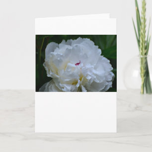 Peony, carte