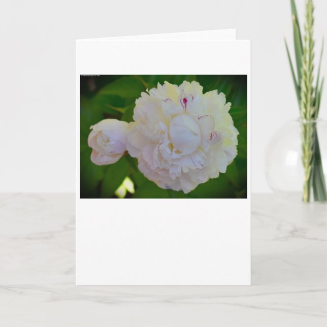 Peony, carte (Devant)