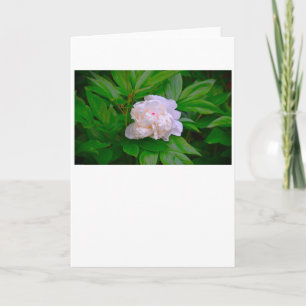 Peony, carte