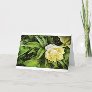 Peony, carte