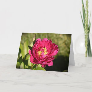 Peony, carte