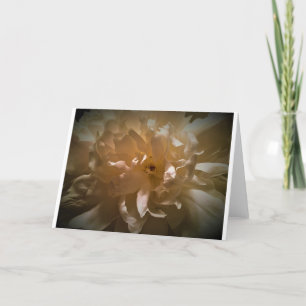 Peony, carte